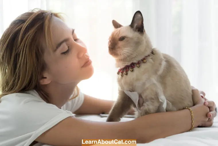 Understanding Cat Body Language