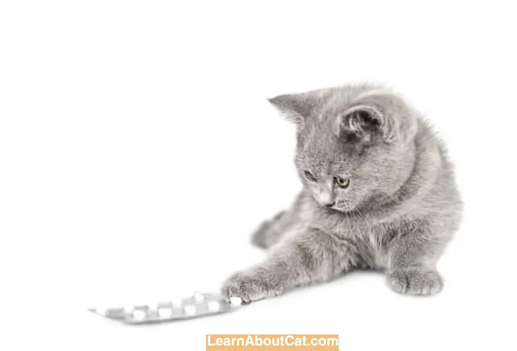 What Happens If Your Cat Ate a Birth Control Pill