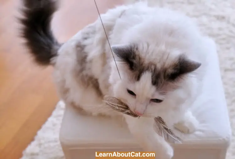 What Happens If a Cat Ate a Feather