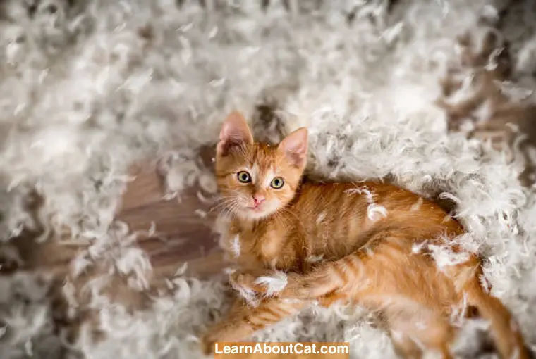 What to Do If Your Cat Eats a Feather