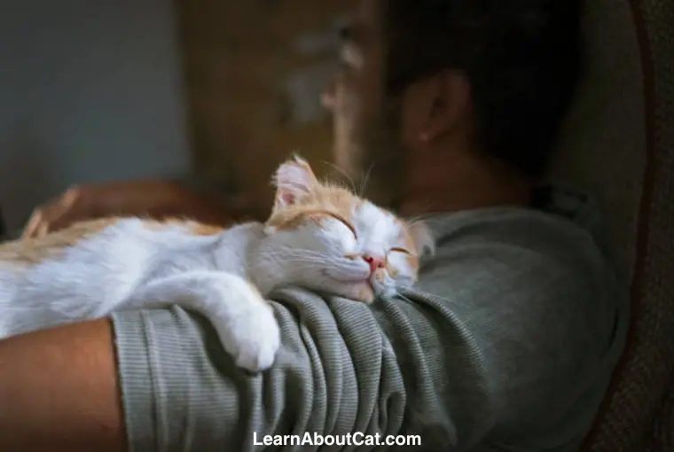 Why Do Cats Sleep on Their Owners