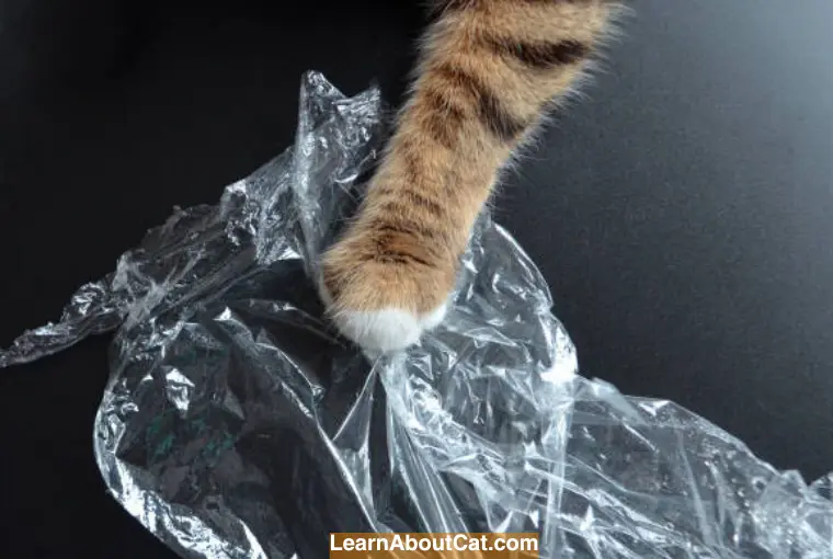 Why the Wrapper Attracts Cats