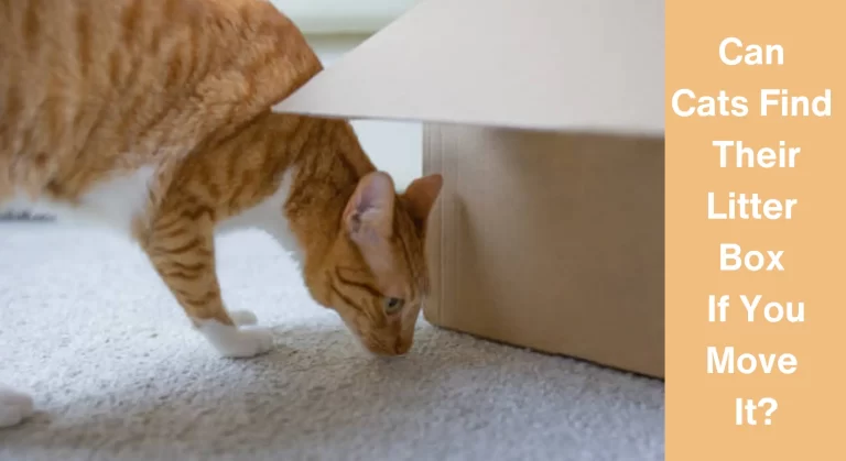 Can Cats Find Their Litter Box If You Move It? [Answered]