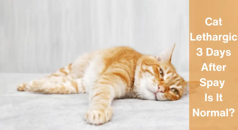 Cat Lethargic 3 Days After Spay: Is It Normal? Things Cat Owners Should Know