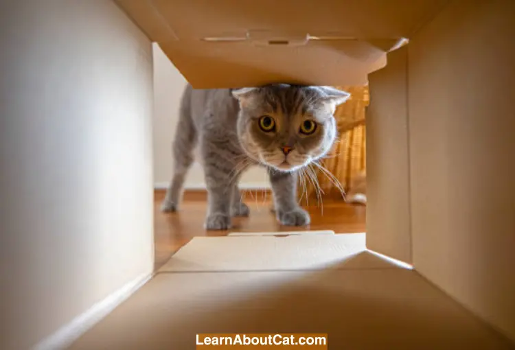 Do Cats Get Confused When You Move Their Litter Box
