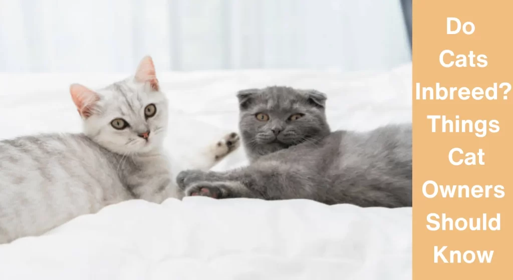 Do Cats Inbreed? Things Cat Owners Should Know - LearnAboutCat