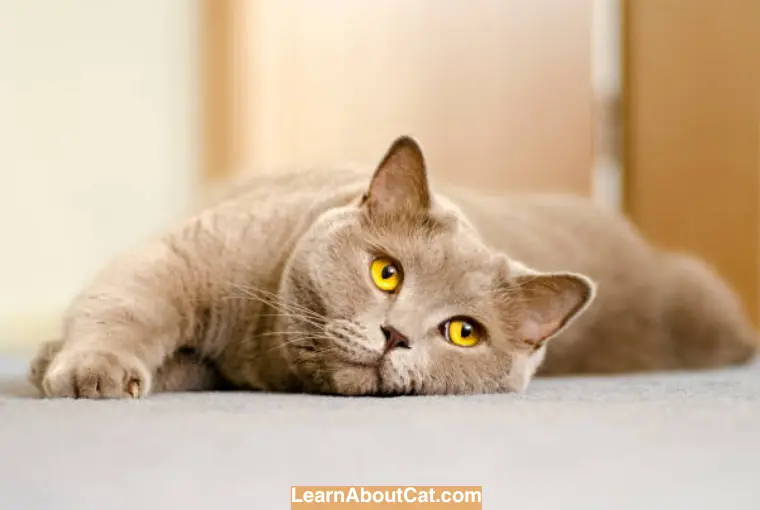 Do Cats Lose Energy After Being Spayed