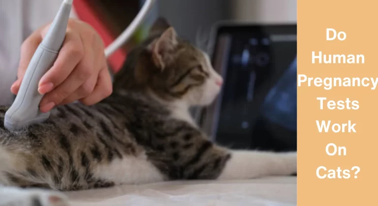 Do Human Pregnancy Tests Work on Cats? All You Need To Know