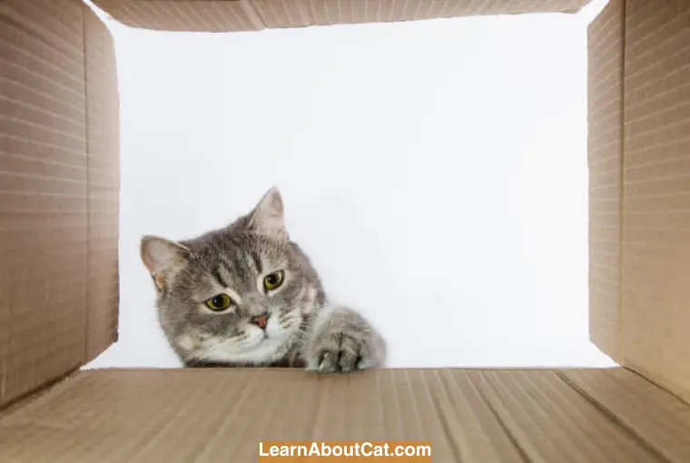 How to Move a Litter Box to a New Location