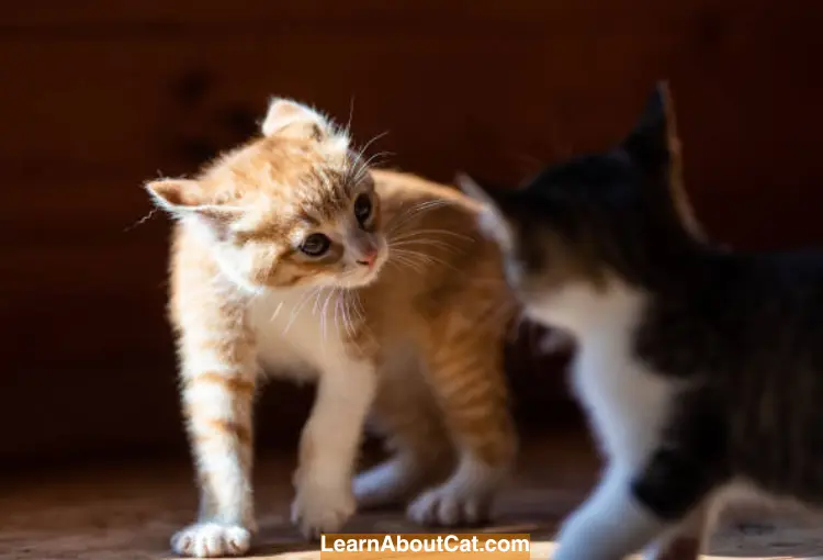 Why Do Mother Cats Attack Their Older Kittens? [Answered] LearnAboutCat