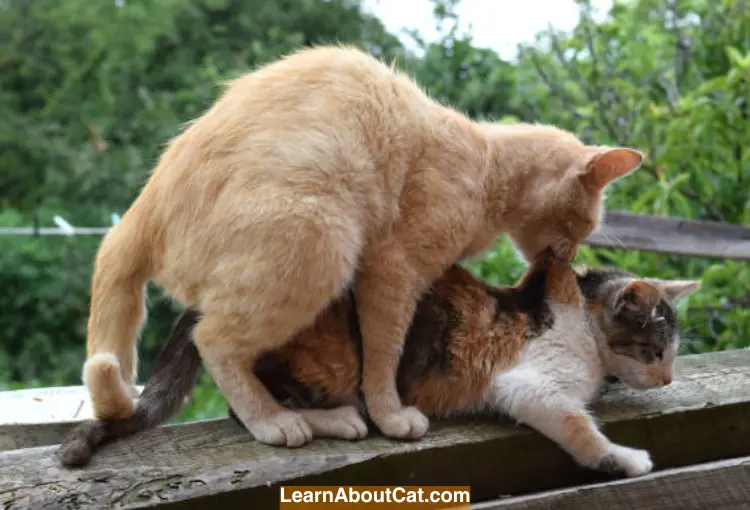 Male Trying to Mate With Pregnant Cat