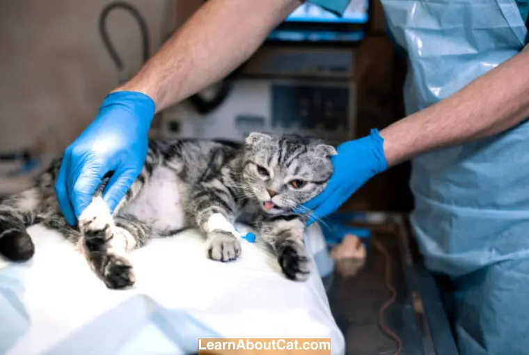 Signs of Infection After Spaying Cat