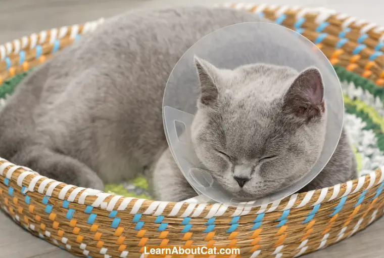 Types of Neutering Incisions in Cats