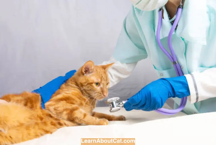 What Should A Healing Cat Spay Incision  Look Like