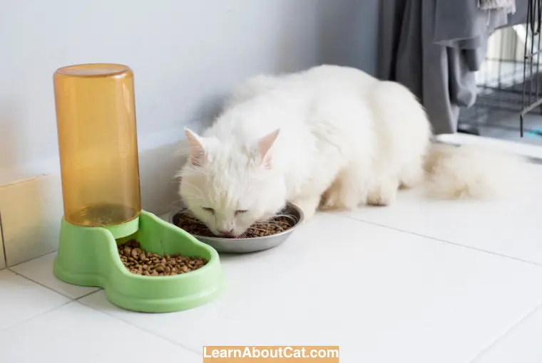 What to Feed Your Cat After Spay Surgery