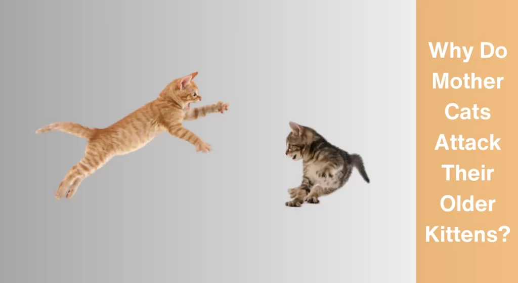 Why Do Mother Cats Attack Their Older Kittens? [Answered] LearnAboutCat