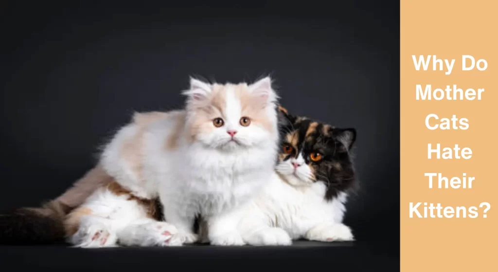 Why Do Mother Cats Hate Their Kittens? [Answered] LearnAboutCat