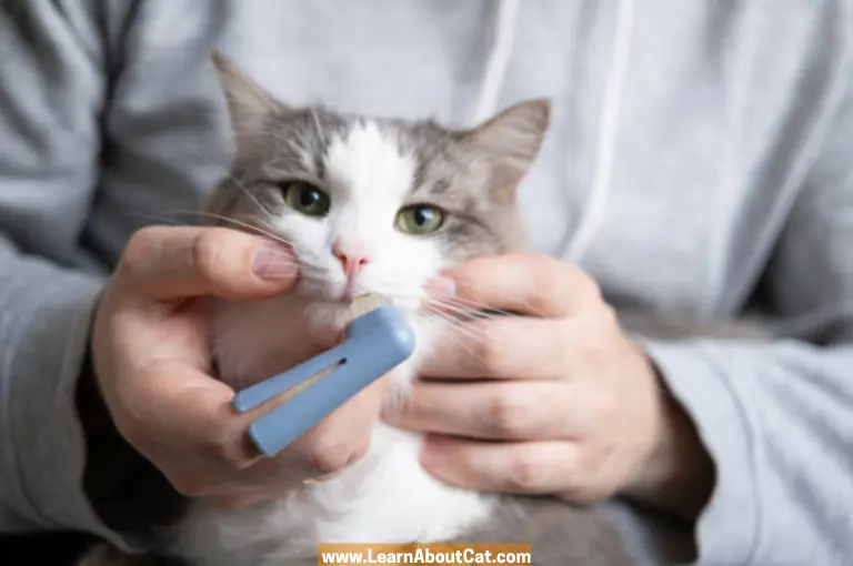 Alternatives to Brushing Cats Teeth