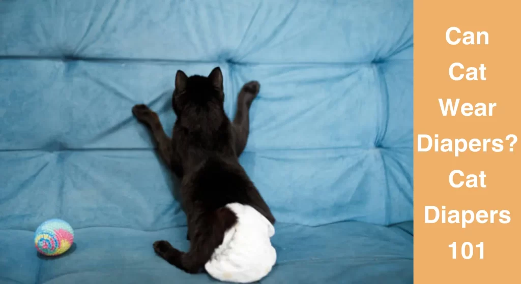 Can Cat Wear Diapers? Cat Diapers 101 LearnAboutCat