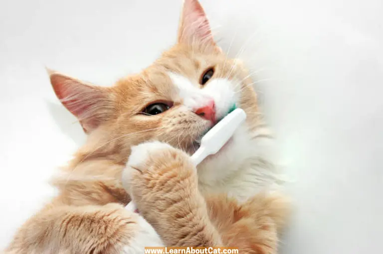 Can I Brush My Cats' Teeth With Human Toothpaste