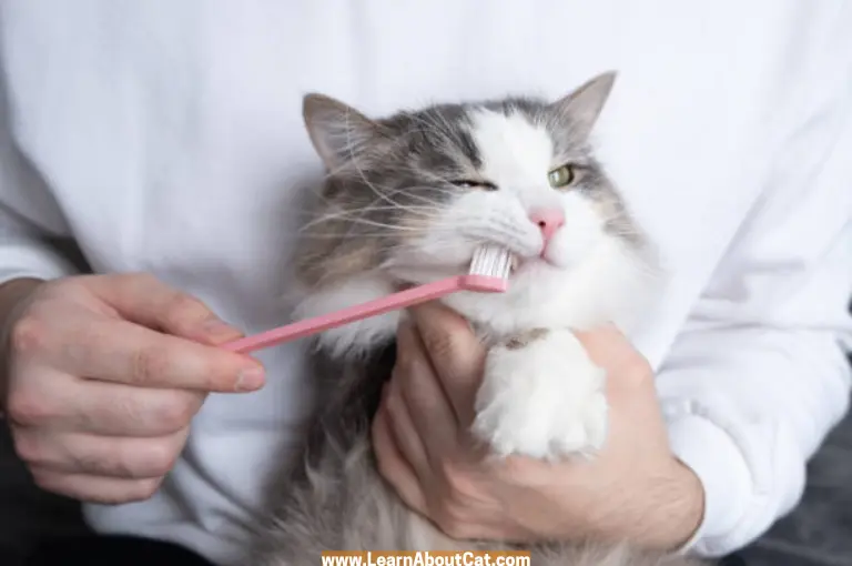 Can I Brush My Cats Teeth With Toothpaste
