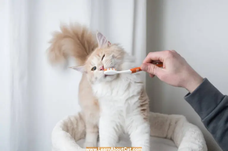Can I Brush My Cats Teeth Without Toothpaste
