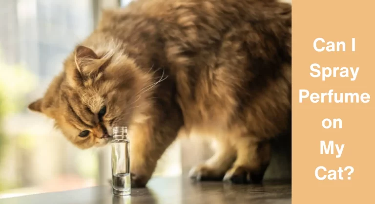 Can I Spray Perfume on My Cat? [A BIG – NO NO]