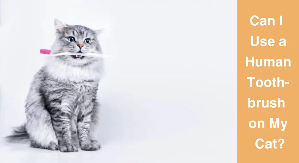 Can I Use a Human Toothbrush on My Cat? LearnAboutCat