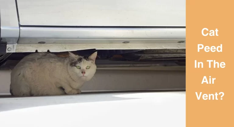 Why Cat Peed In The Air Vent? [Answered]