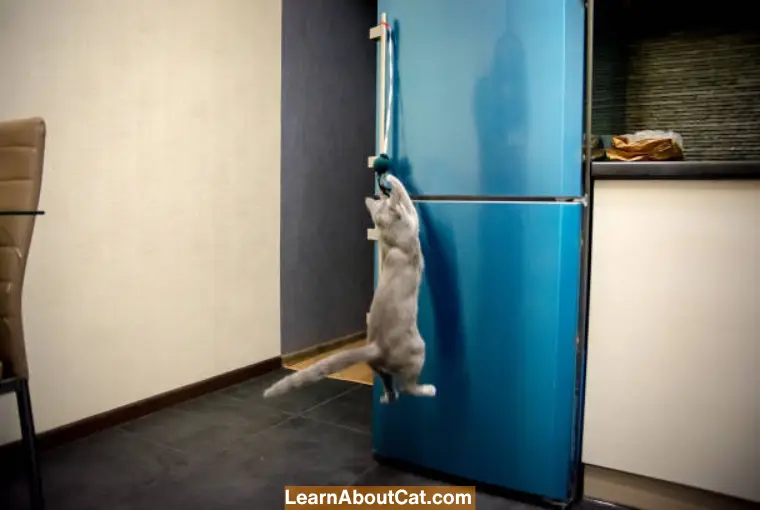Do Cats Like Refrigerators