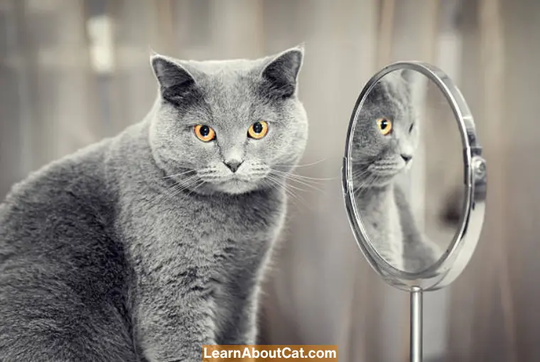 Do Cats Understand Mirrors And Their Reflection