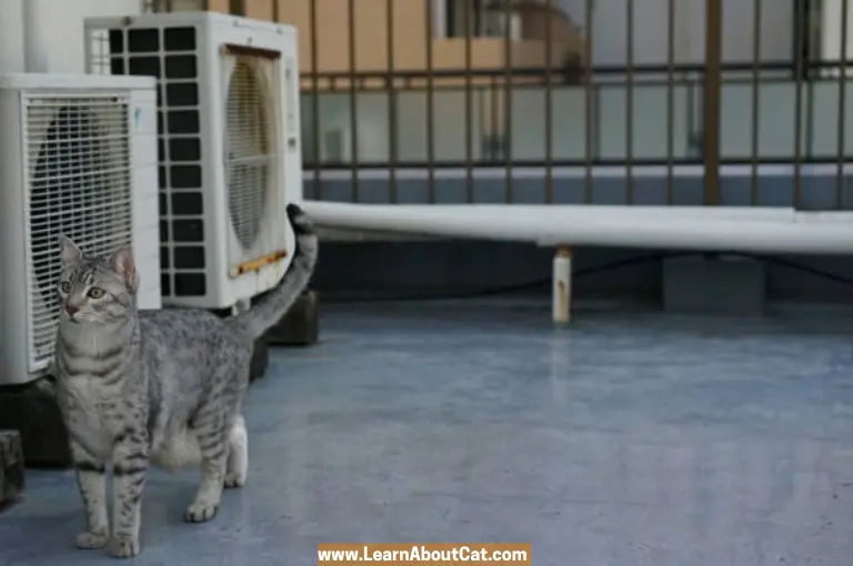 How Do You Get Cat Pee Out of an Air Vent