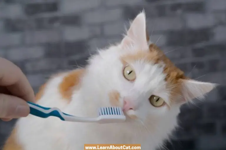 How to Brush Your Cat’s Teeth
