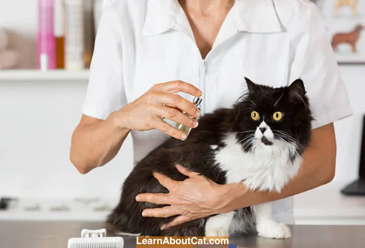 Is Perfume Dangerous for Pets