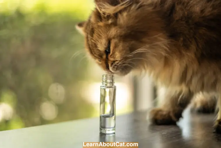 Is it Bad for Cats to Lick Perfume