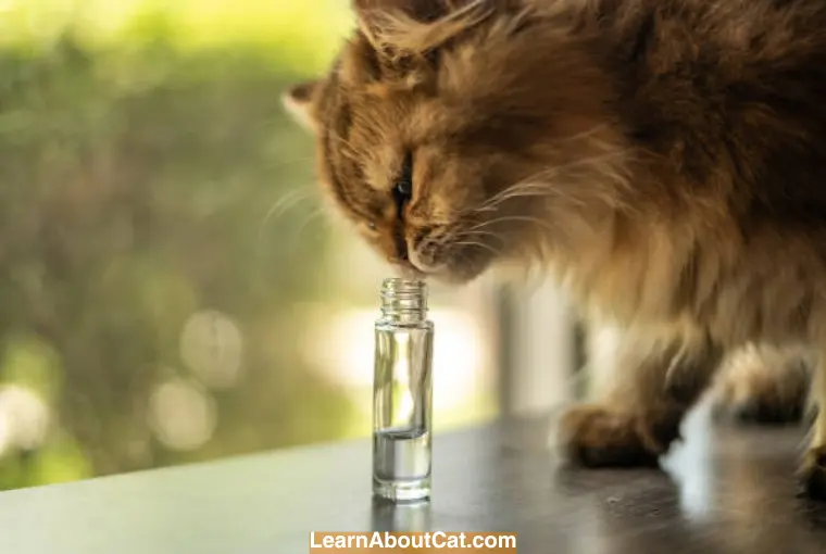 Can I Spray Perfume on My Cat? [A BIG NO NO] LearnAboutCat