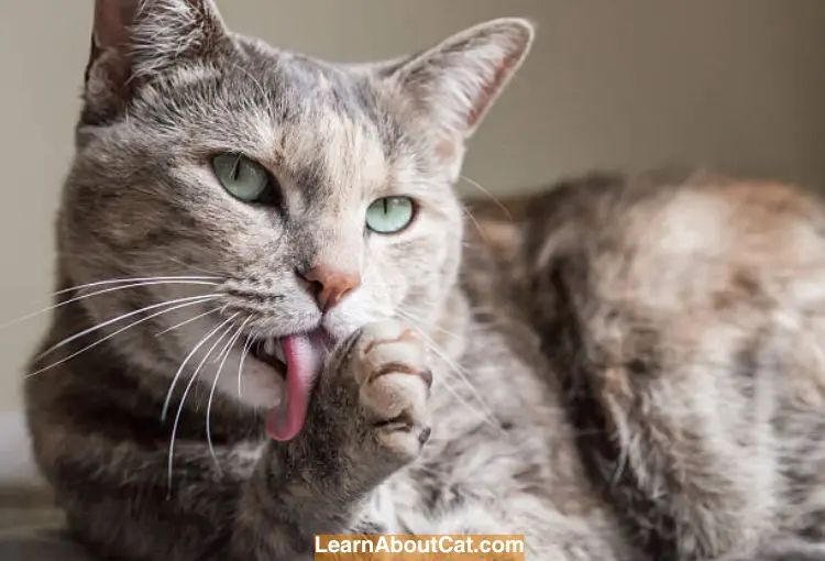 What To Do If Your Cat Licks Himself When You Pet Him