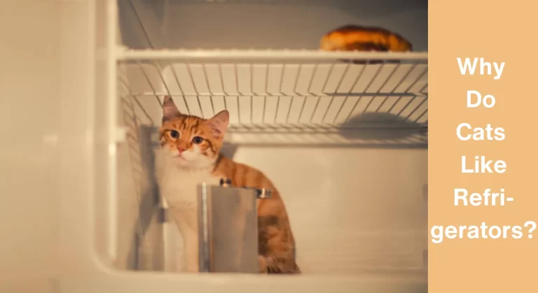 Why Do Cats Like Refrigerators?[All You Need To Know]