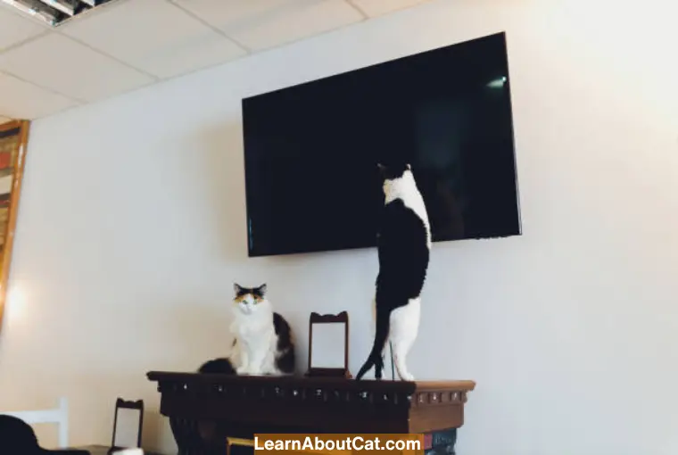 Why Do Cats Like to Jump on TV