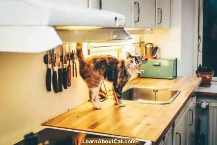 Why Do Cats Like to Jump on the Stove