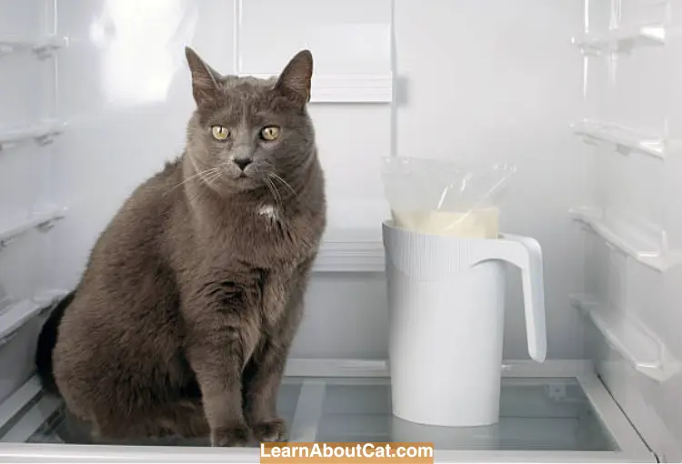 Why Do Cats Like to Sit on The Top of Refrigerators
