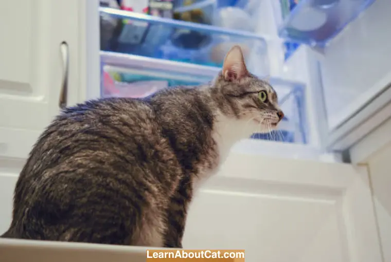 Why Is My Cat Meowing at The Fridge