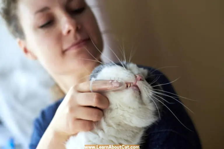 Why Should I Brush My Cat’s Teeth