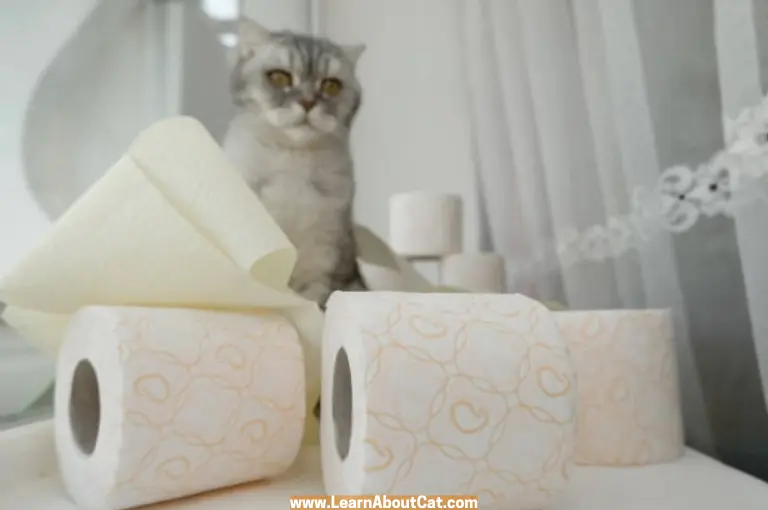 Benefits of Using DIY Cat Diapers