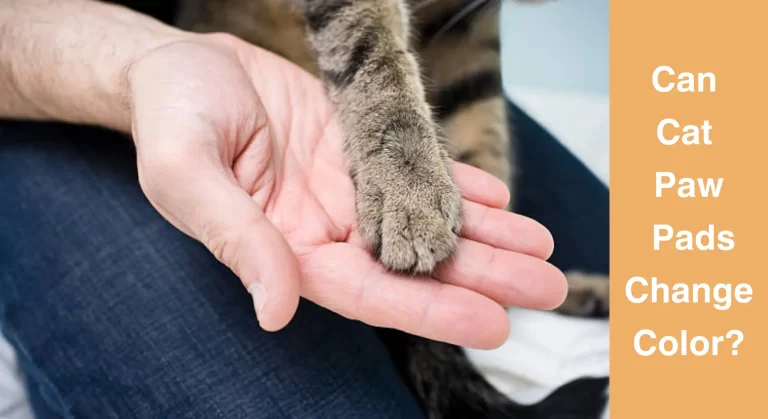 Can Cat Paw Pads Change Color? What You Need To Know