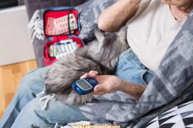 Can I Check My Cat's Blood Sugar With My Glucometer