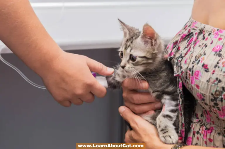 How Can I Test My Cat's Urine Glucose at Home