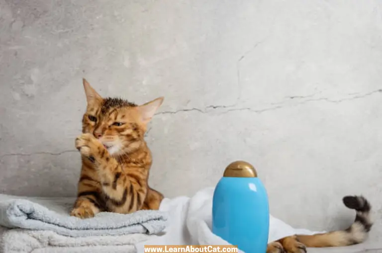 How to Make a DIY Cat Diaper