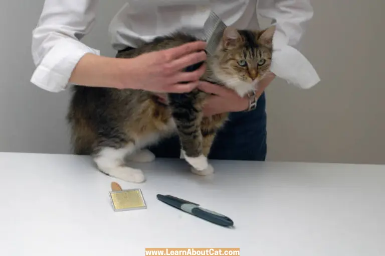 Is Cat Diabetes the Same as Human Diabetes