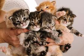 How Old Do Cats Have to Be to Get Fixed